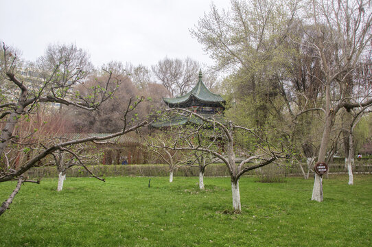 乌鲁木齐公园风景