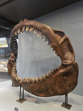 巨齿鲨头骨