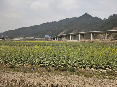 高架桥与田园风光