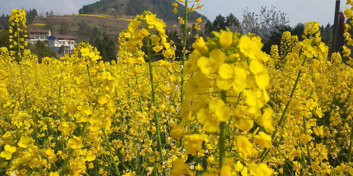 油菜花