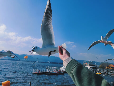 海鸥