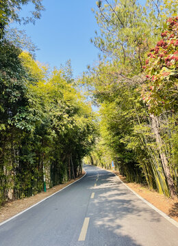 森林小路风景