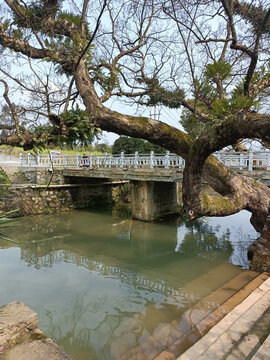 河堤古树