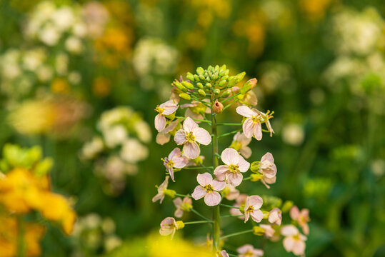 油菜花花朵特写