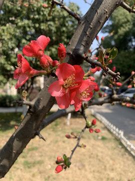 贴梗海棠