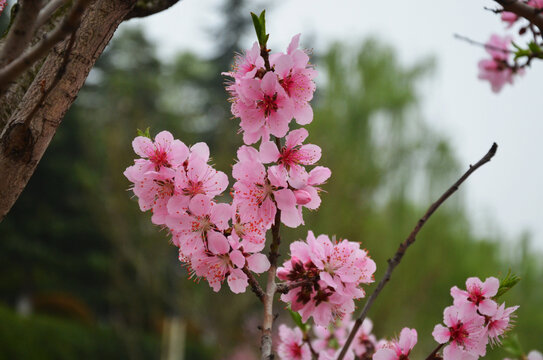 桃花