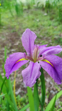 紫色鸢尾花