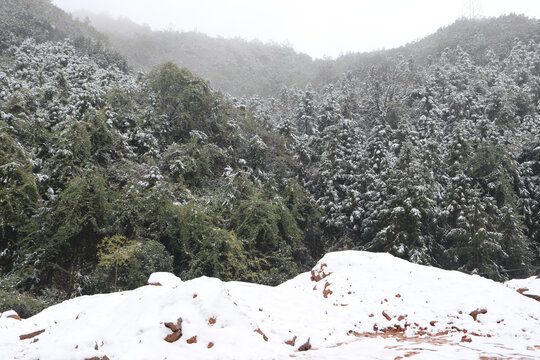 树林雪景