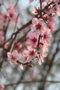 桃花特写