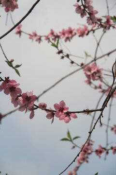 桃花盛放