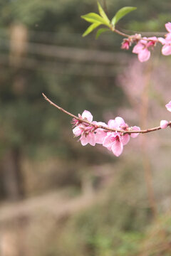 桃花特写