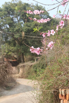 乡村小路桃花