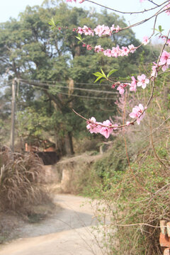 桃花乡村路