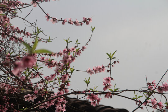 桃花盛开