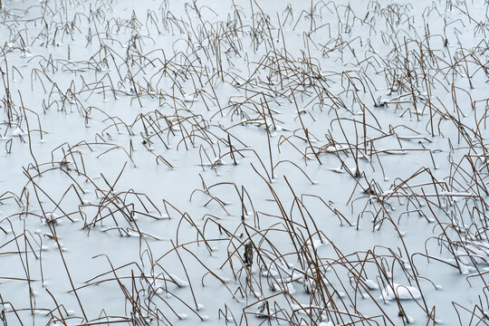 大雪后的公园绿植雪景风光