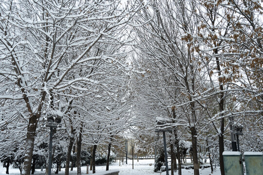 大雪中的树挂雪景自然风光