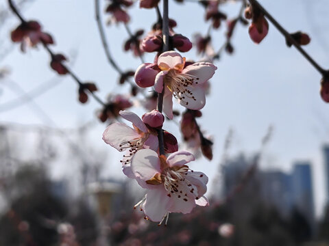 山桃花艳