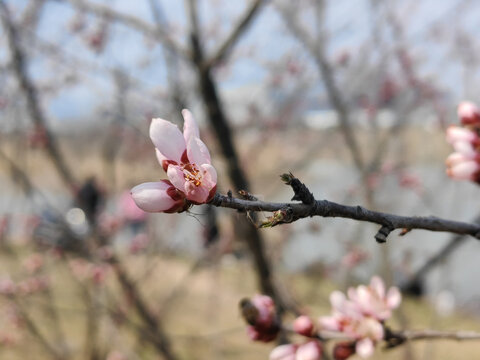 山桃花枝