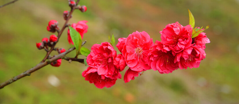 桃花