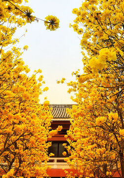 光孝寺内的黄花风铃木