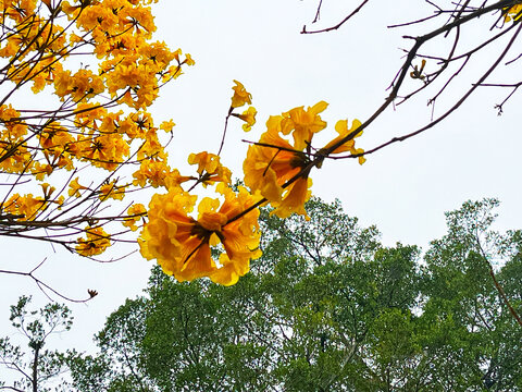 光孝寺黄花风铃木