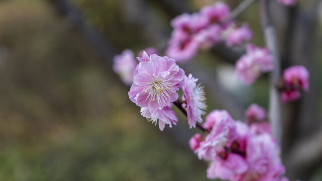 梅花