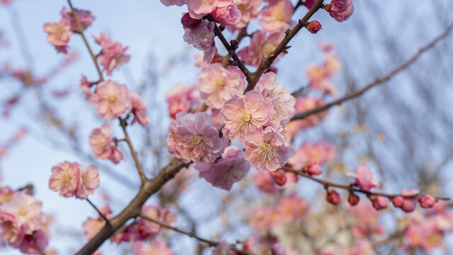 梅花