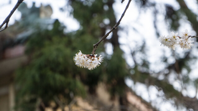 梅花