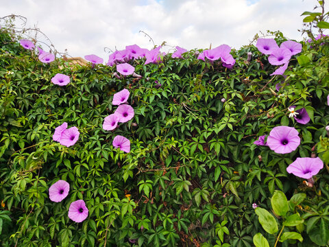 紫色牵牛花