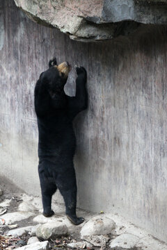 动物园狗熊憨态的样子十分可爱