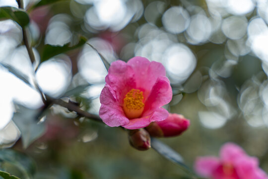 山茶花