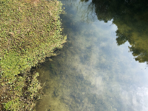 水草