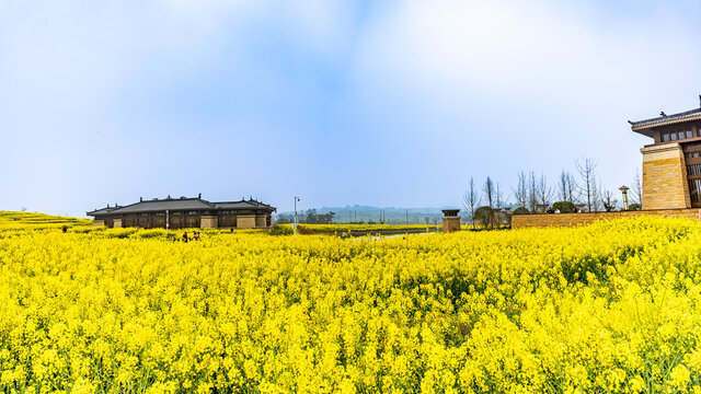 油菜花