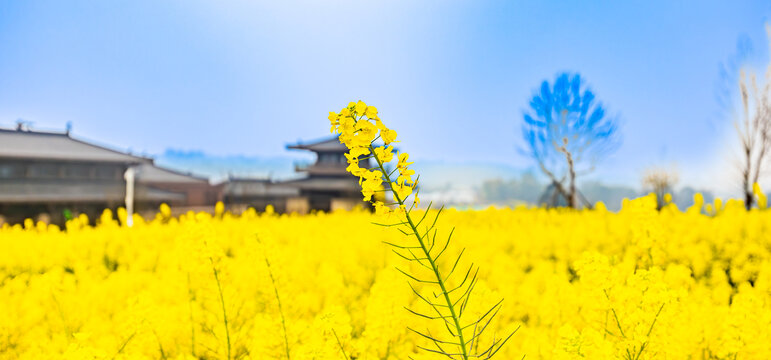 油菜花