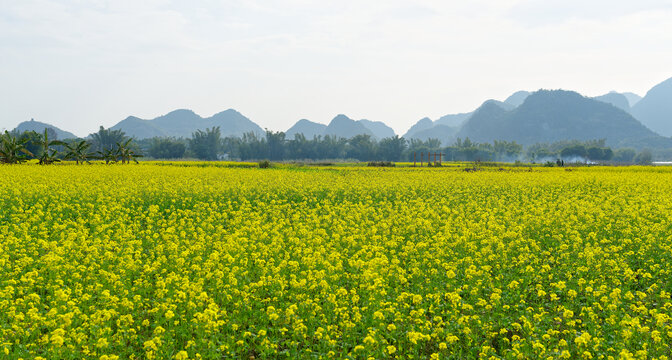 油菜花