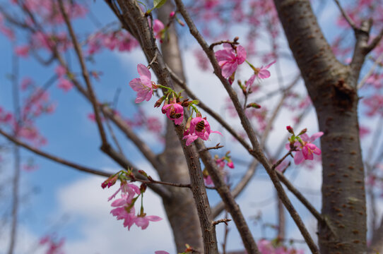 樱花