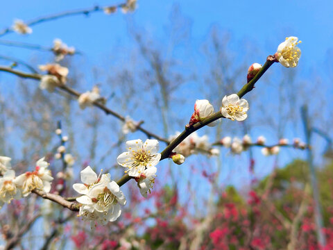 梅花