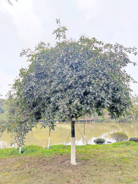 桂花树