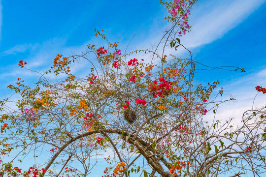 花树鸟窝