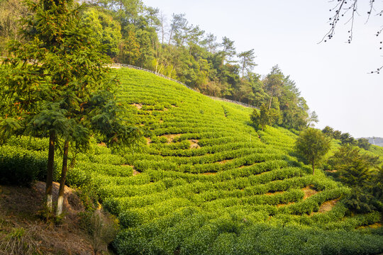 安吉茶场