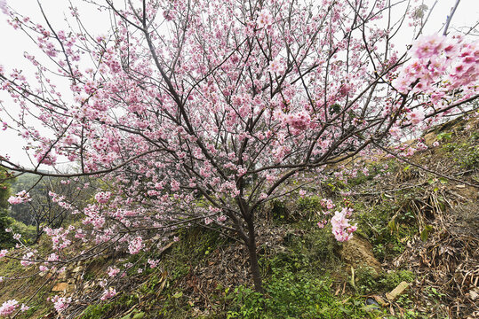 樱花树