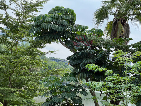 热带森林绿色植物