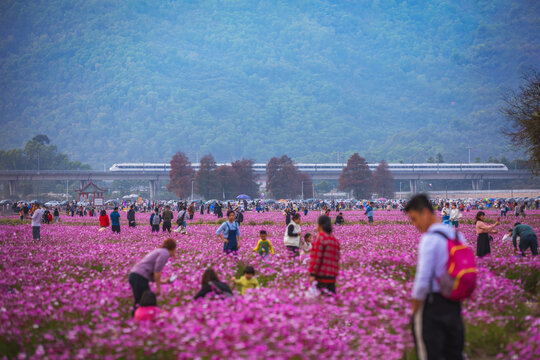 崖口格桑花海