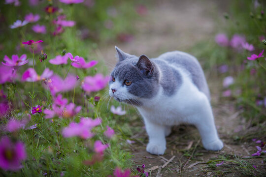 花田里的英短蓝白