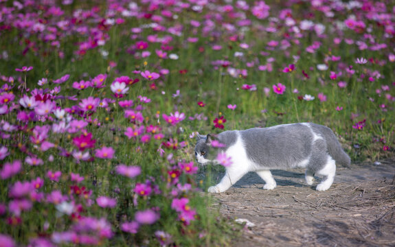 花田里的英短蓝白