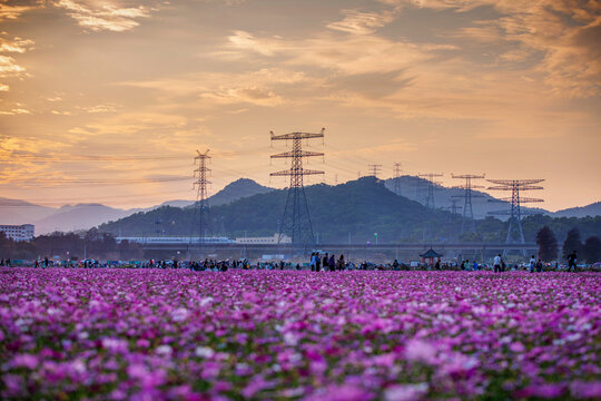 崖口格桑花海