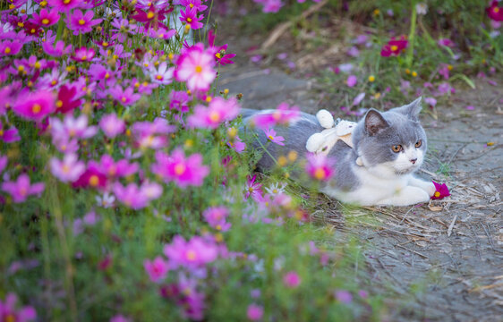 花田里的蓝白猫