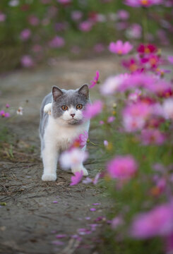花田里的蓝白猫