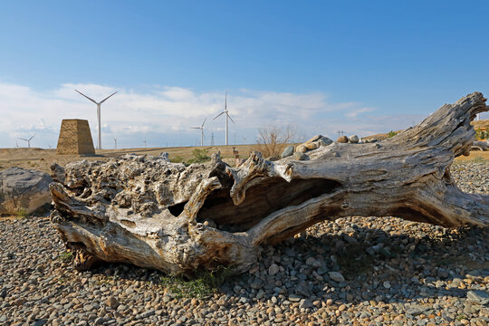 西北戈壁滩风力发电场胡杨树枯木