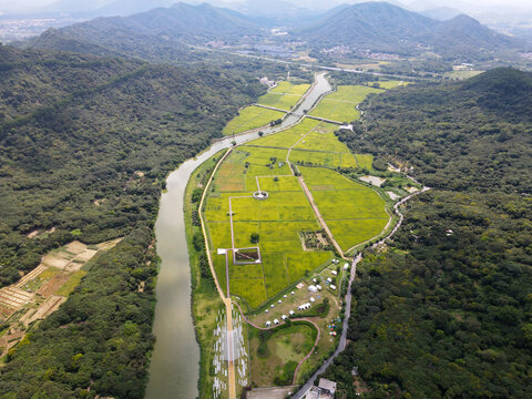 山区水稻种植